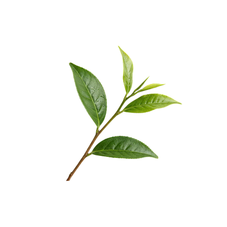 L-Theanine